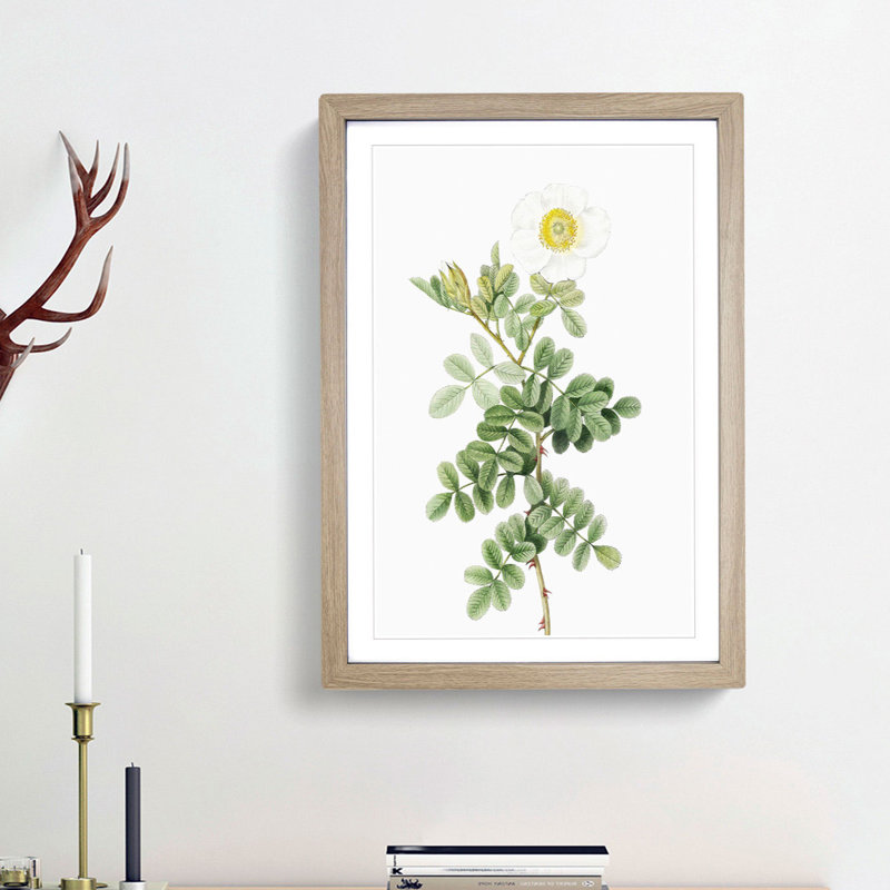 Macartney Rose in White by Pierre-Joseph Redoute - Framed Print, 48cm H x 36cm W x 2cm D, Oak Framed