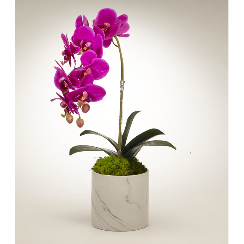 Orchid Plant in Pot Set, Fuchsia