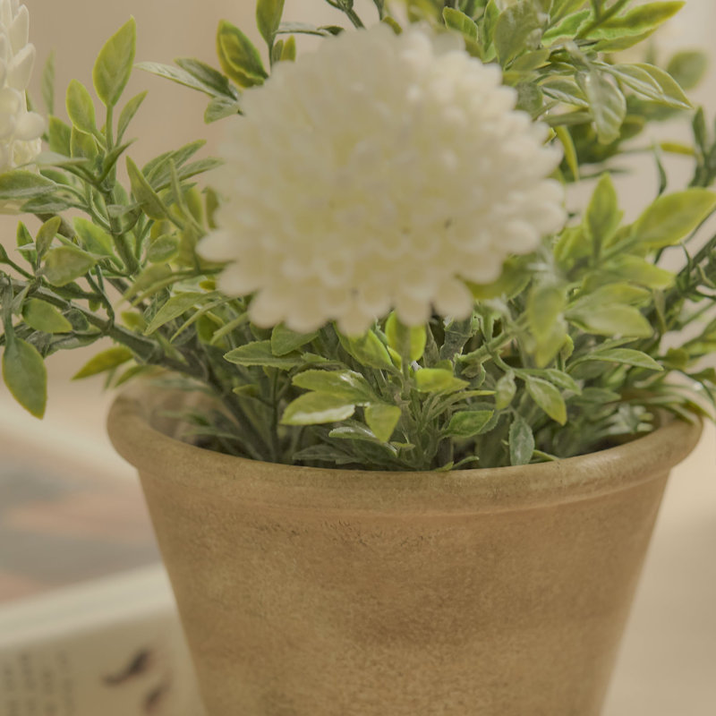 23cm Plant