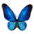 Bleu papillon