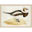 Plumage 1 Painting