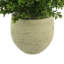 Outdoor UV-Rated Boxwood in Fiberstone Pot