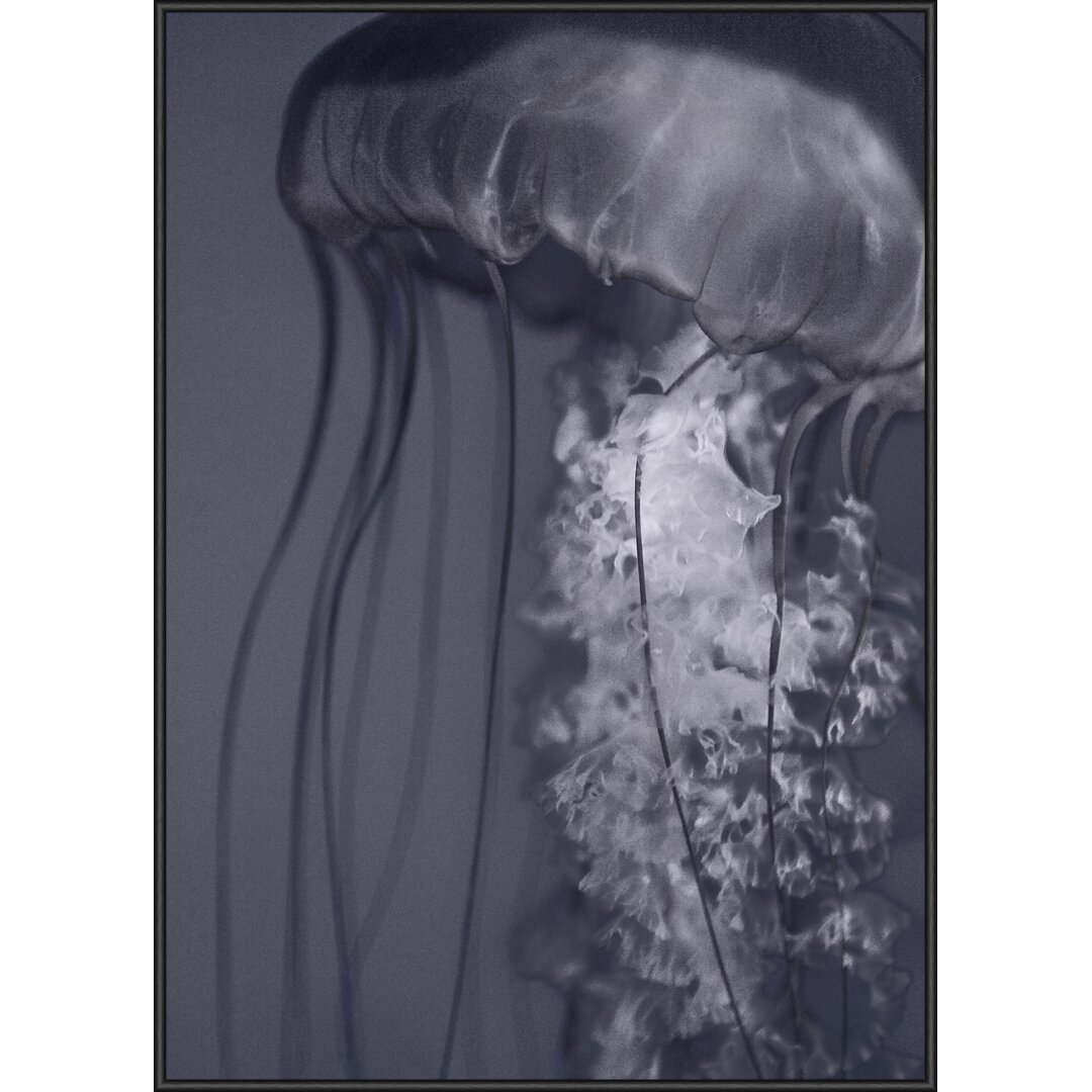 Gerahmtes Poster 70 Jellyfish 2, Grafikdruck