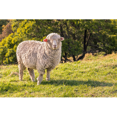 Curious Merino Sheep par Patrikstedrak - photographie sur toile tendue