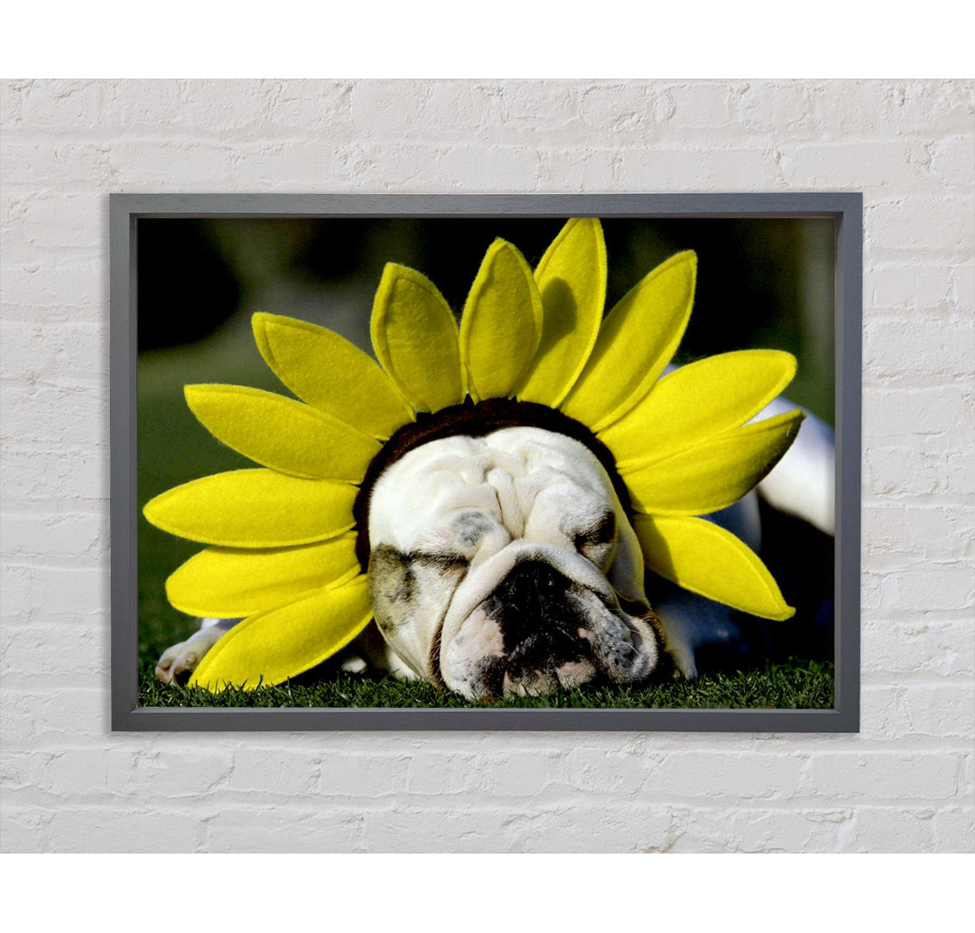 Gerahmtes Leinwandbild Dog Sunflower Hat