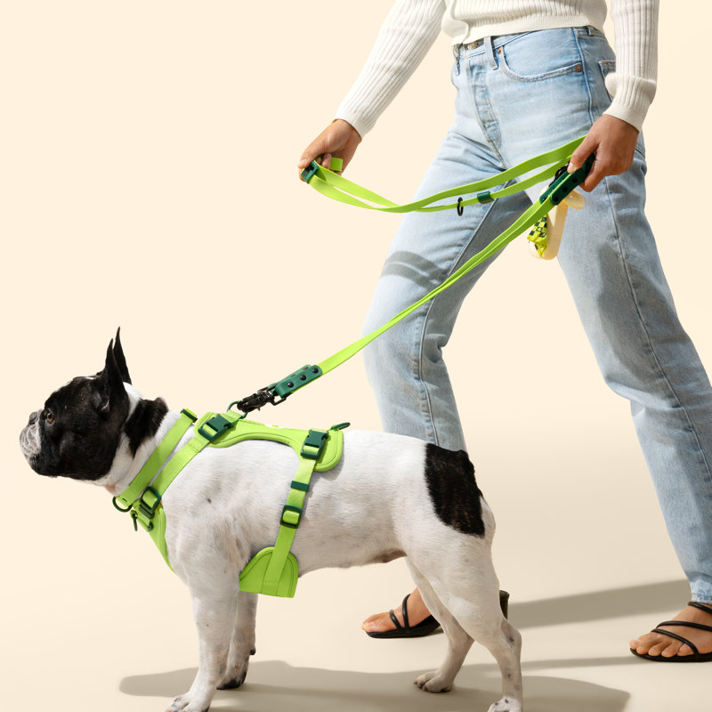 Laisse ajustable mains libres et collier 6-en-1 avec lampe DEL Luna 8 pi, Vert pâle/vert foncé