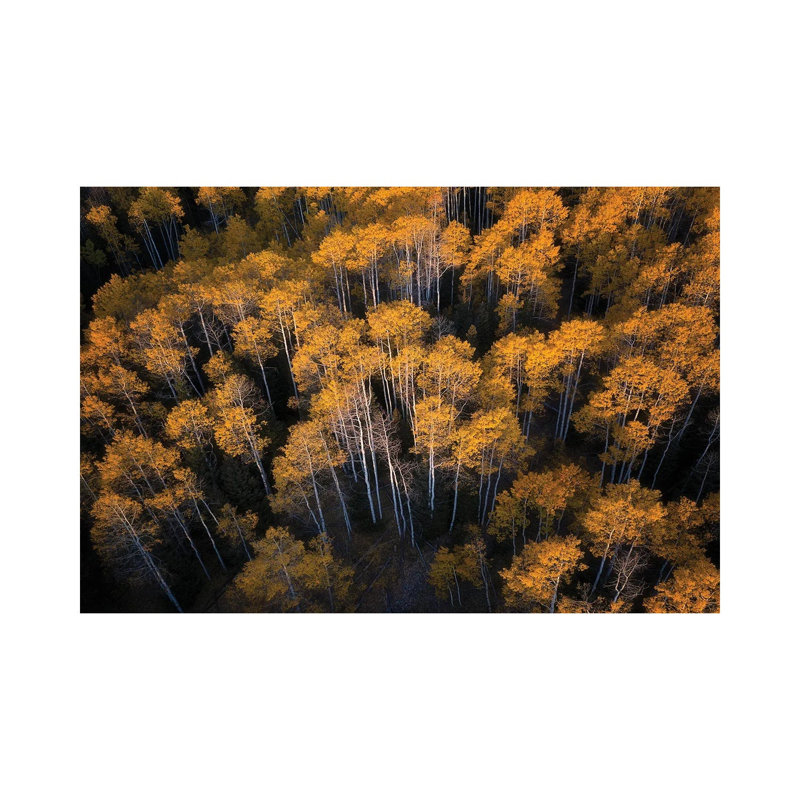 Aspen In Autumn By Mei Xu - Wrapped Canvas Graphic Art by Mei Xu - Wrapped Canvas Print