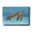 «Ocean Sea Turtle I» par Tim O'toole, art mural sur toile-1280406341