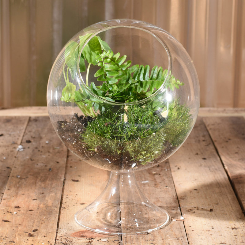 Terrarium en verre Jussuf, H 8 po x l 5,5 po x P 5,5 po