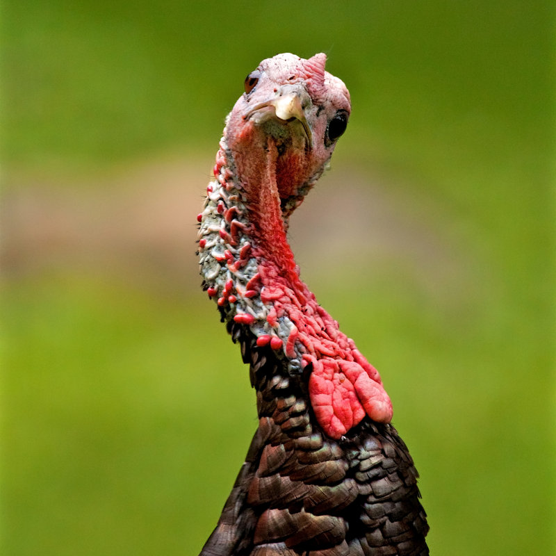 Turkey Bird Looking by Jeffengeloutdoors.com - Wrapped Canvas Print, 30cm H x 30cm W