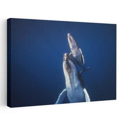 Humpback Mother And Calf Contemporary Whale Nature Ocean Wall Art Print by Barathieu Gabriel - Wrapped Canvas Print