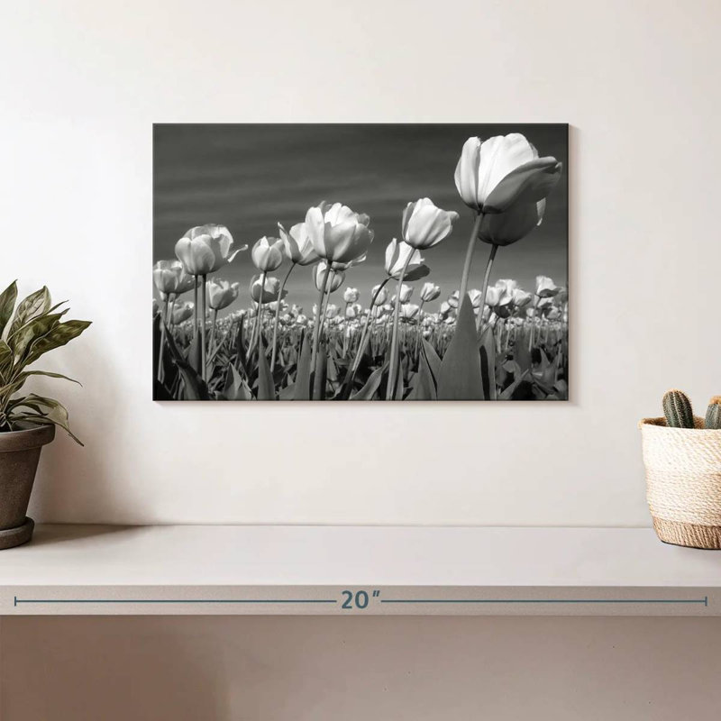 Champ de tulipes Harnek, H 8 po x l 12 po