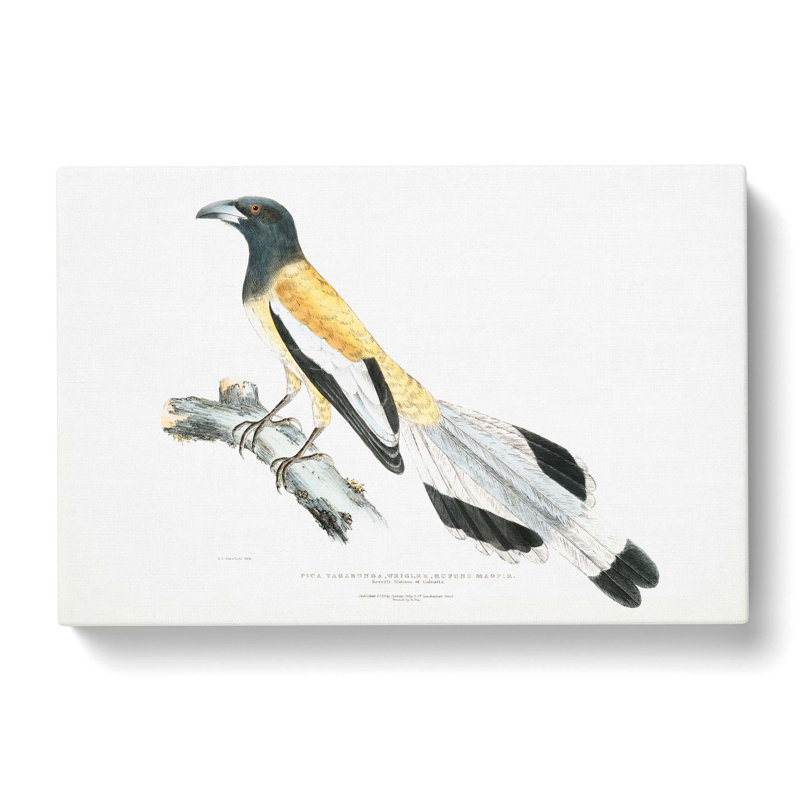 Rufons Magpie by John Edward Gray - Wrapped Canvas Painting, 50cm H x 76cm W x 3cm D