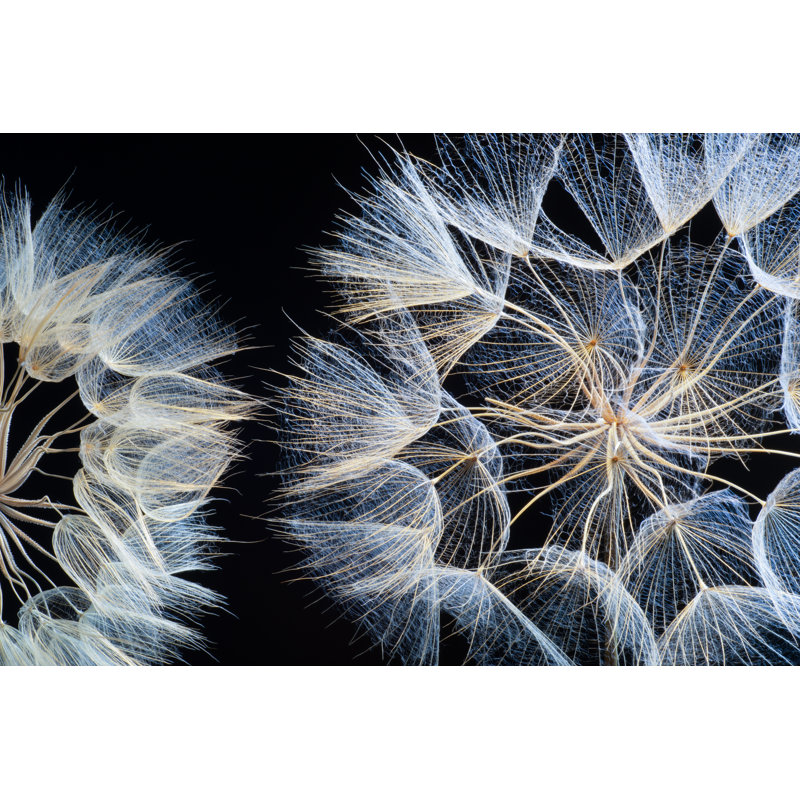 Dandelion by Ihsanyildizli - No Frame Print on Canvas, 51cm H x 76cm W