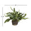 Echeveria Fern Drop-In Faux Plant-476251098