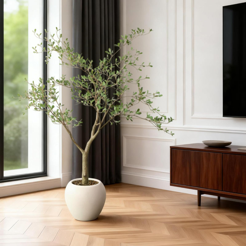 150cm Plant