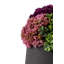 Neriah Mini Sedum Arrangement