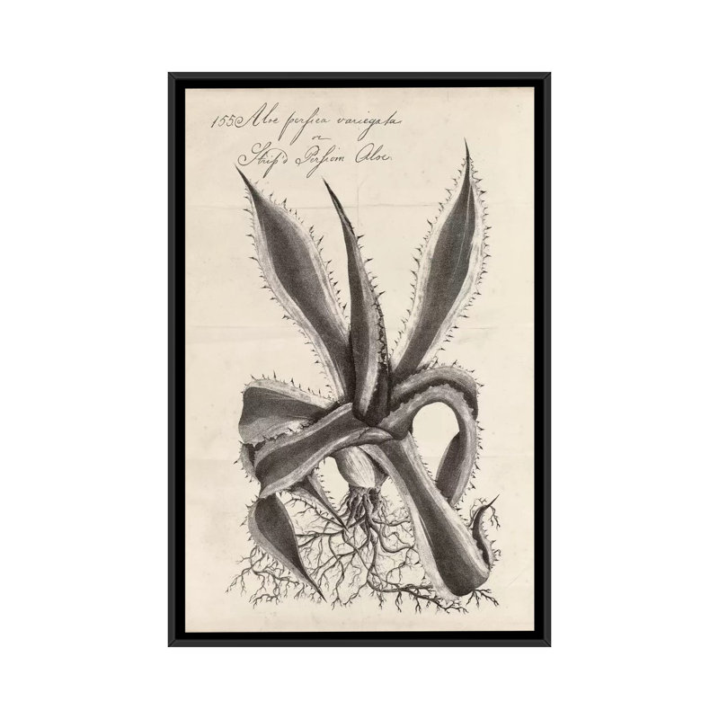 «Thornton Succulents III», reproduction d'art sur toile, H 60 po x l 40po x P 1,5 po, Toile avec cadre noir, Pas de tapis