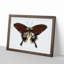 Black Butterfly by George Shaw - Picture Frame Painting Print-55512625-55512624