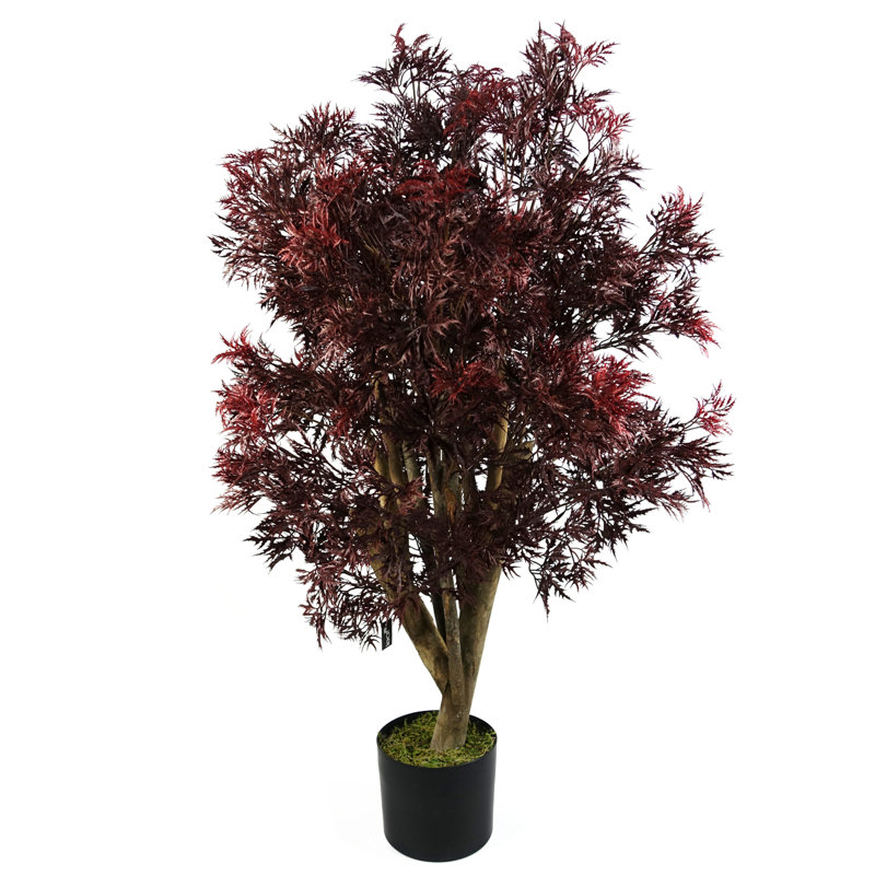 120cm Aralia Plant
