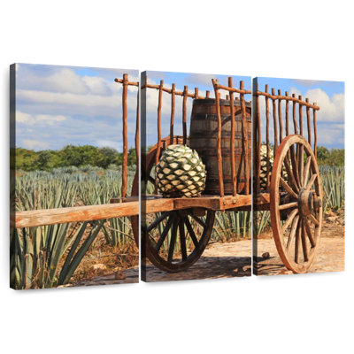 Agave mexicaine Mehar