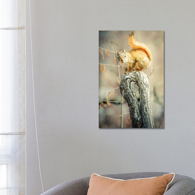 Squirrel On Curved Branch by Nik Rave - Wrapped Canvas Gallery-Wrapped Canvas Giclée