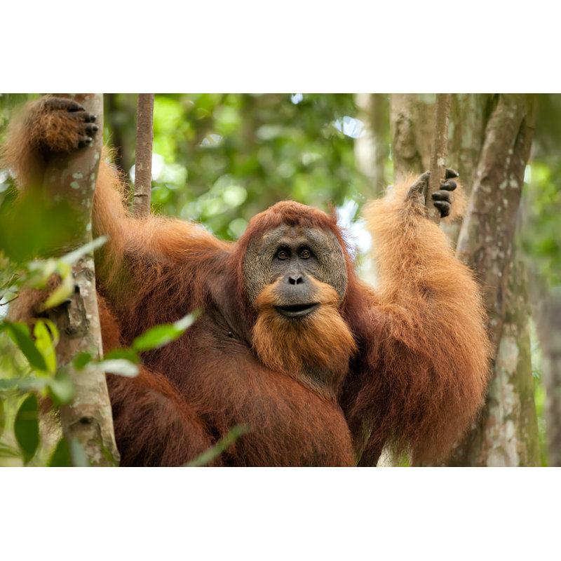 " Wild Orangutan " by Smithore, 12'' W x 8'' H