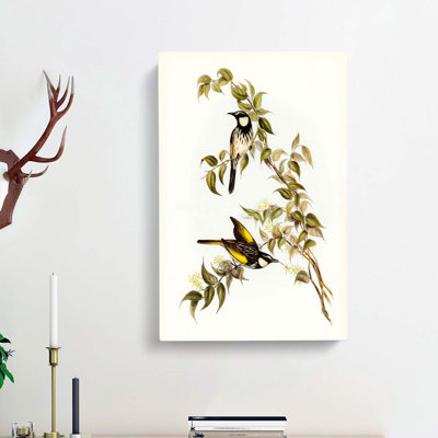 White Cheeked Honeyeater by Elizabeth Gould - Wrapped Canvas