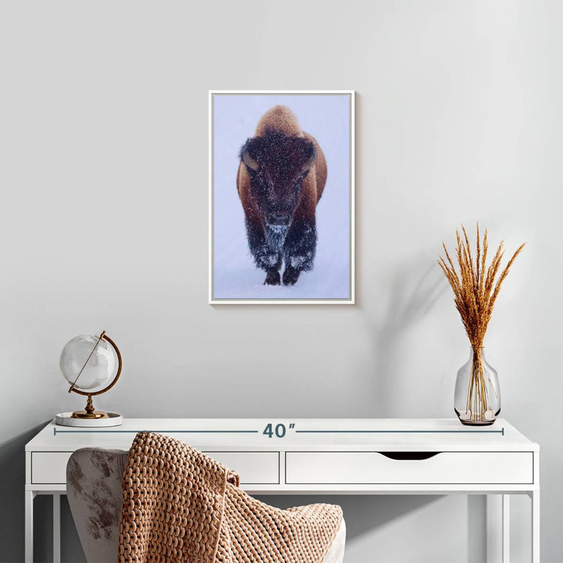 Bison dans la neige, 13" x 19", Floating Frame White