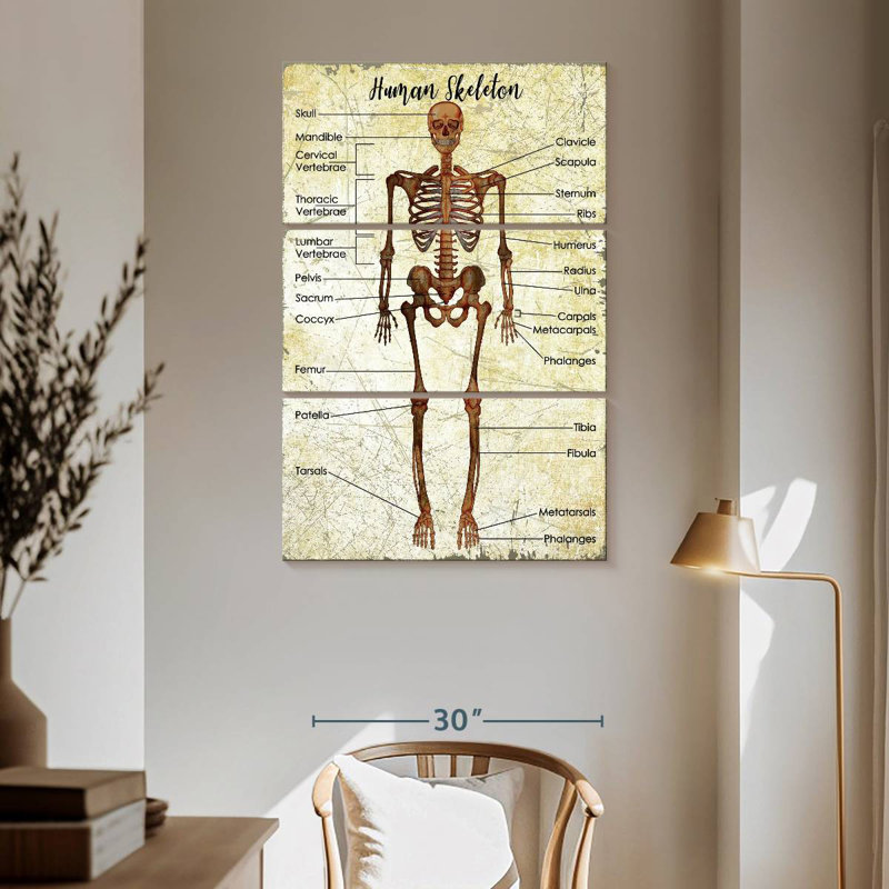 Keiri Human Skeleton Chart, 65" H x 42" W