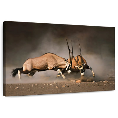 Duel Gemsboks