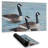 Canada geese in water - 14.00"x24.25" Desk mat