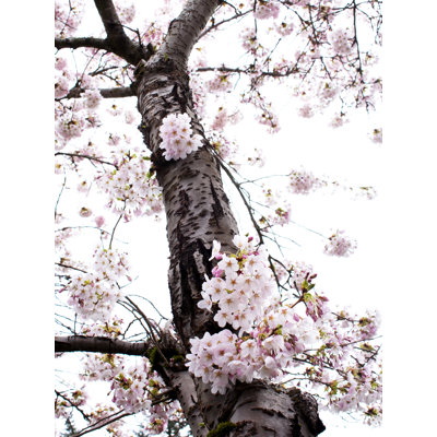 Seattle Cherry Blossoms in Bloom Photographic Print