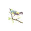 Myrtle Warbler Painting by Fern Cassidy-26765368-26765369
