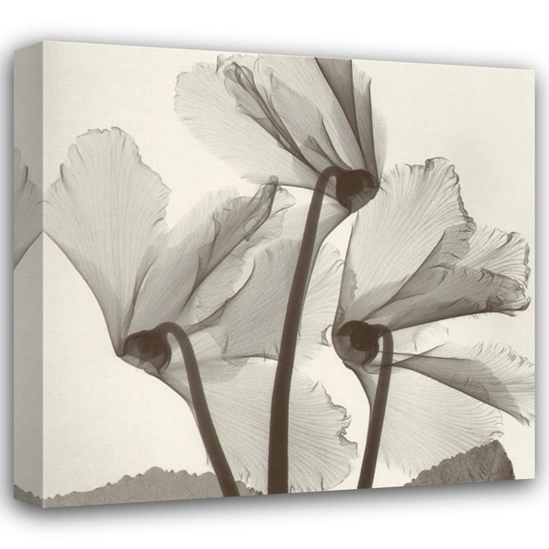 Cyclamen Study #1, 20" H x 21" W