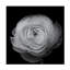 Lotte Gronkjar  Ranunculus Canvas Art-2102482910