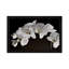 Orchids - Floater Frame Print on Canvas-214817172-214817173
