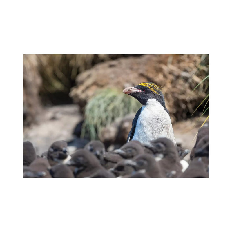 Macaroni Penguin In Colony Of Southern Rockhopper Penguins On Bleaker Island, Falkland Islands. by Martin Zwick - Wrapped Canvas Print