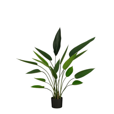 Heliconia Tree