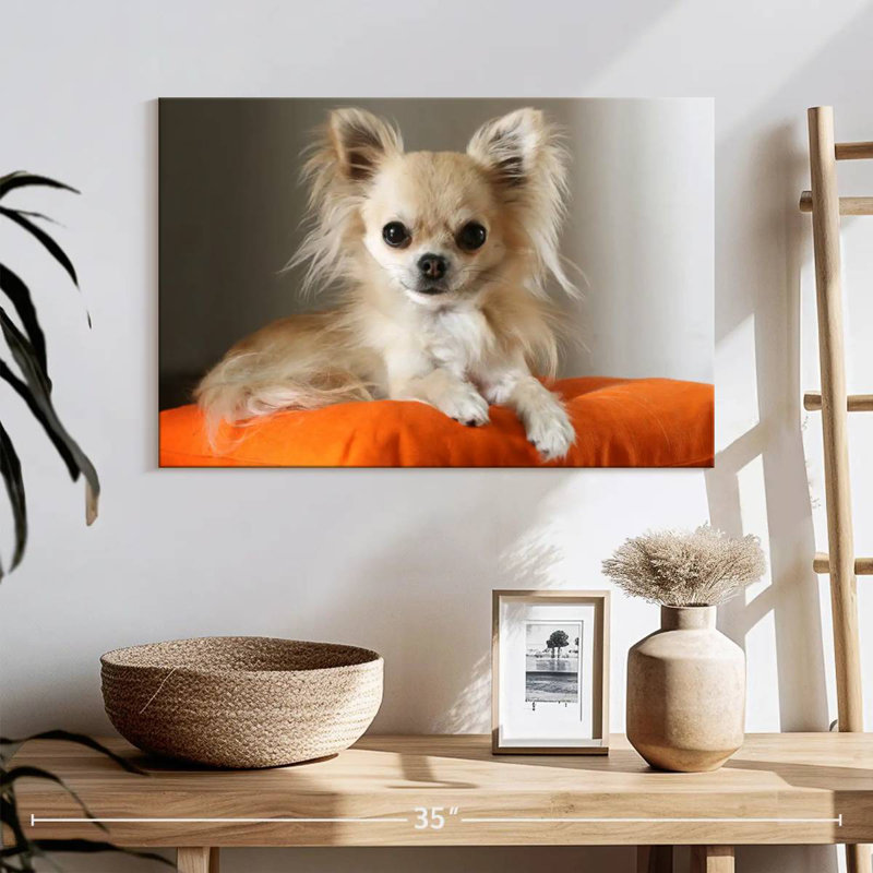 Chihuahua sur un coussin, H 16 po x l 24 po