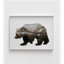 «The Kodiak Bear» par Davies Babies, impression d'affiche de forêt profonde, chasseur de chalet, décoration photographique de forêt