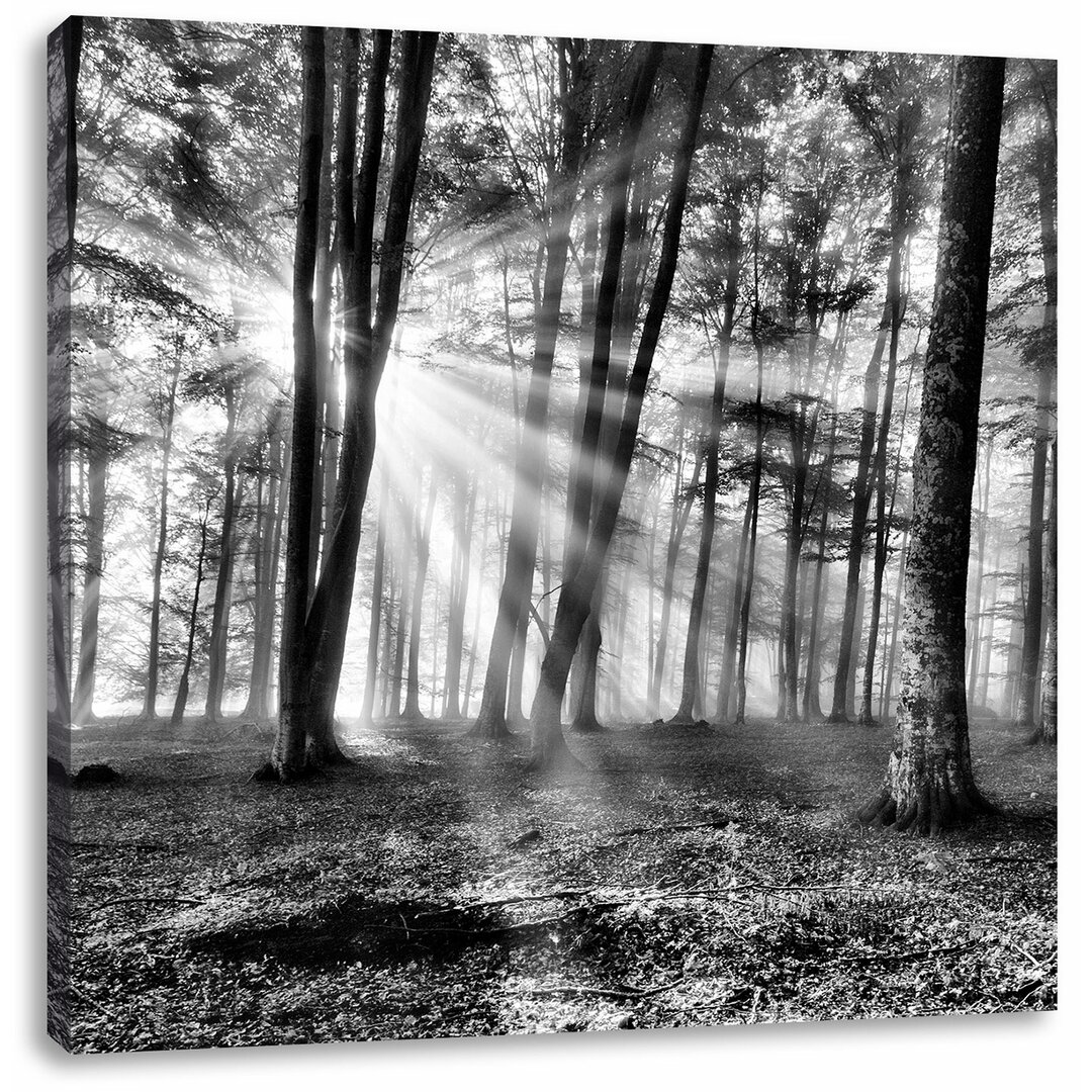 Leinwandbild Waldlichtung im Sonnenschein