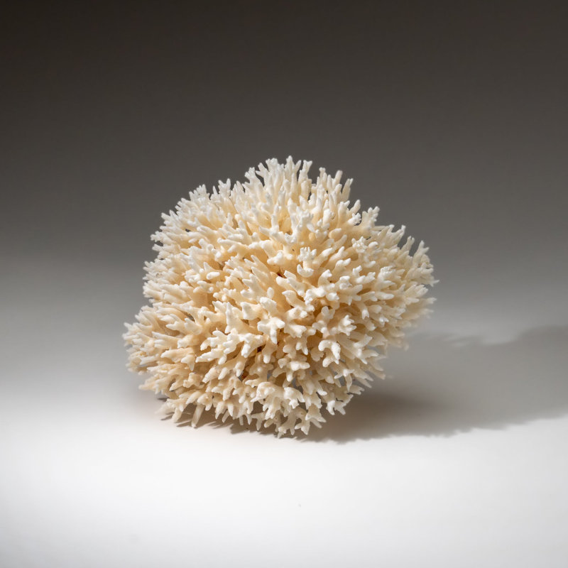 Genuine Birds Nest Coral ( 3 Lbs)