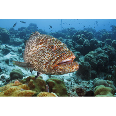 Aust Tiger Grouper - Bonaire - Wrapped Canvas Print