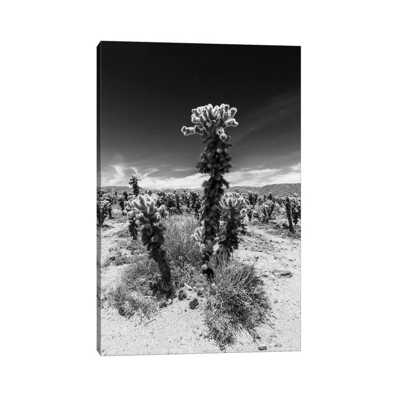 Cholla Cactus Garden, Joshua Tree National Park by Melanie Viola - Wrapped Canvas Print, 66.04 cm H x 45.72 cm W x 1.91 cm D