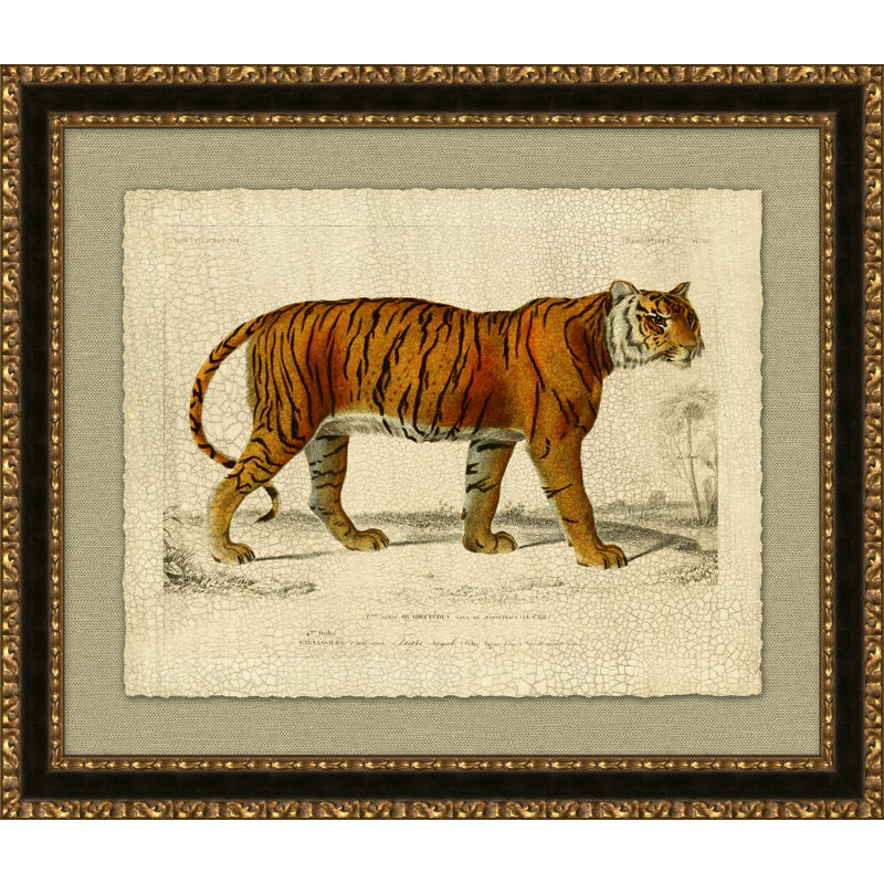 Tigre royal - cadre photo, impression sur papier