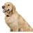 Premier Pet Wireless Add-A-Dog Collar