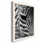 Zebra Colt - photographie encadrée sur toile-1855081027-1855081029