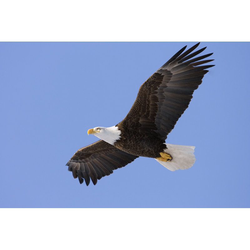 Soaring Bald Eagle - Wrapped Canvas Print, 81cm H x 122cm W x 3.8cm D