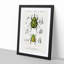 Beetle Illustrations PL.5 by Charles D'Orbigny - Single Picture Frame Print-55543935-55543937